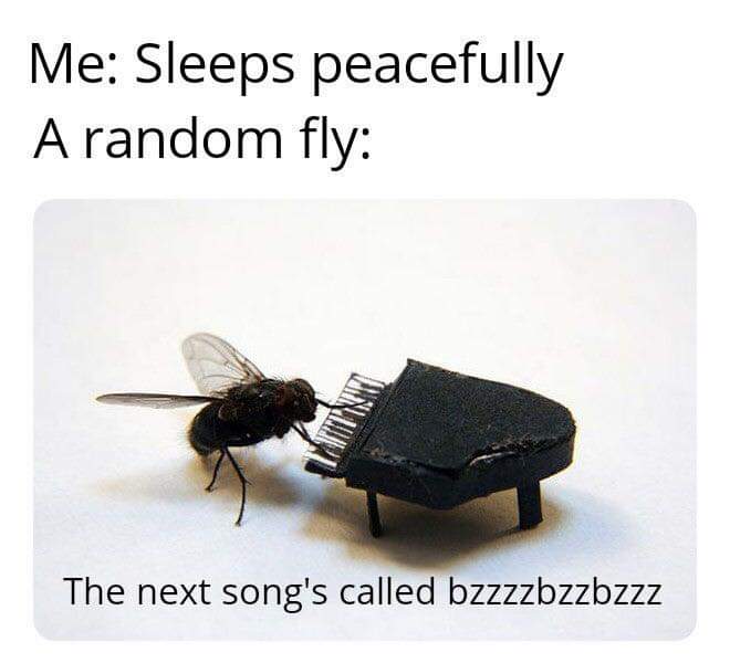 fly meme - Me Sleeps peacefully A random fly The next song's called bzzzzbzzbzzz