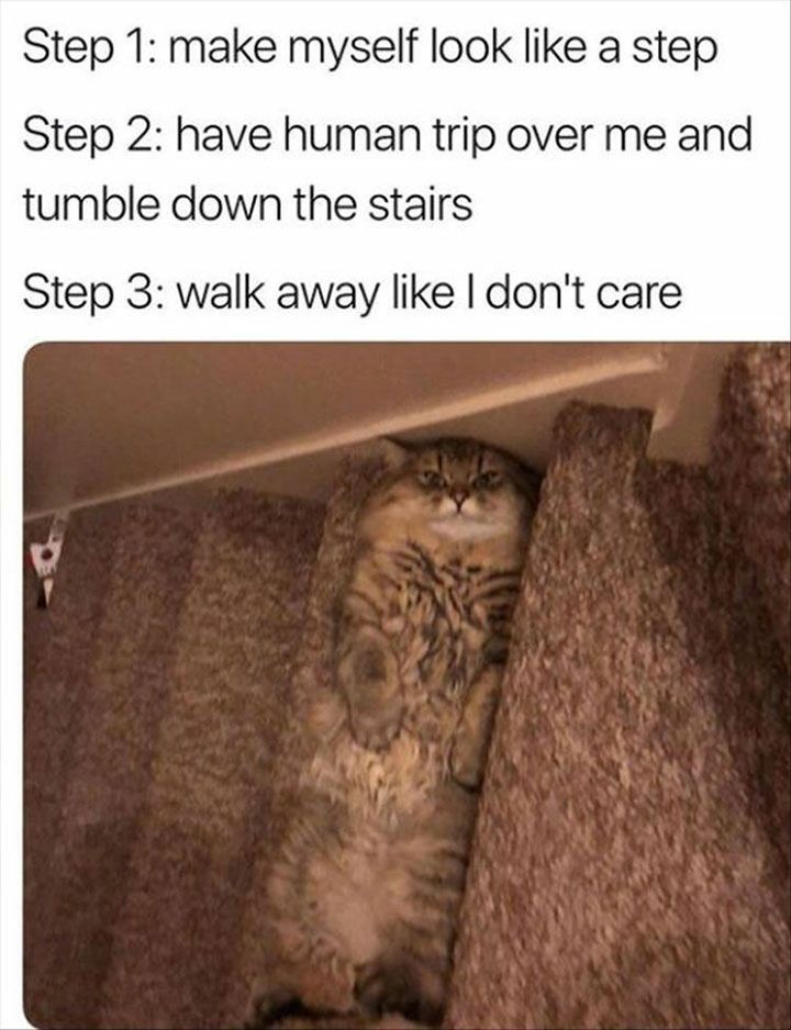 cat on step meme - Step 1 make myself look a step Step 2 have human trip over me and tumble down the stairs Step 3 walk away I don't care