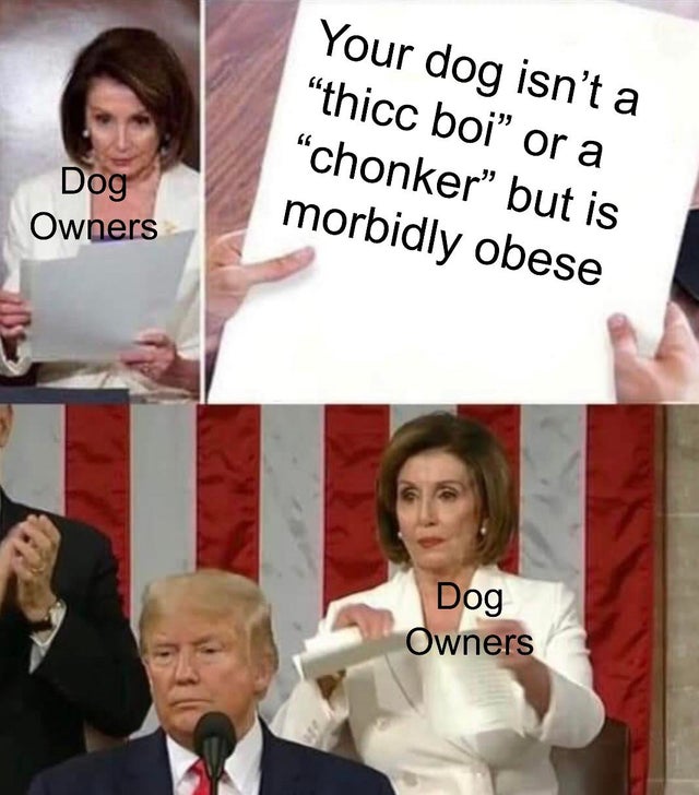 Internet meme - Your dog isn't a "thicc boi or a chonker but is morbidly obese Dog Owners Dog Owners