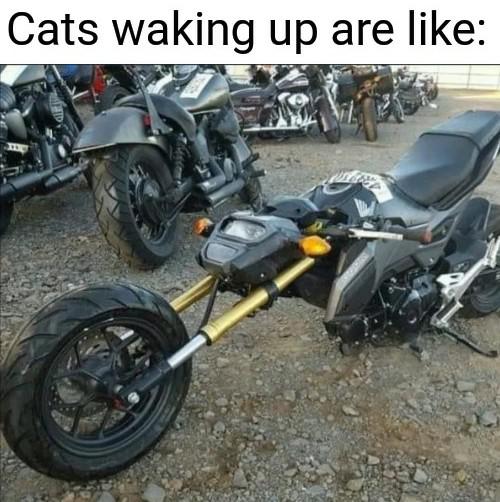 Motorcycle - Cats waking up are