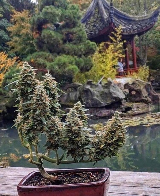 weed bonsai