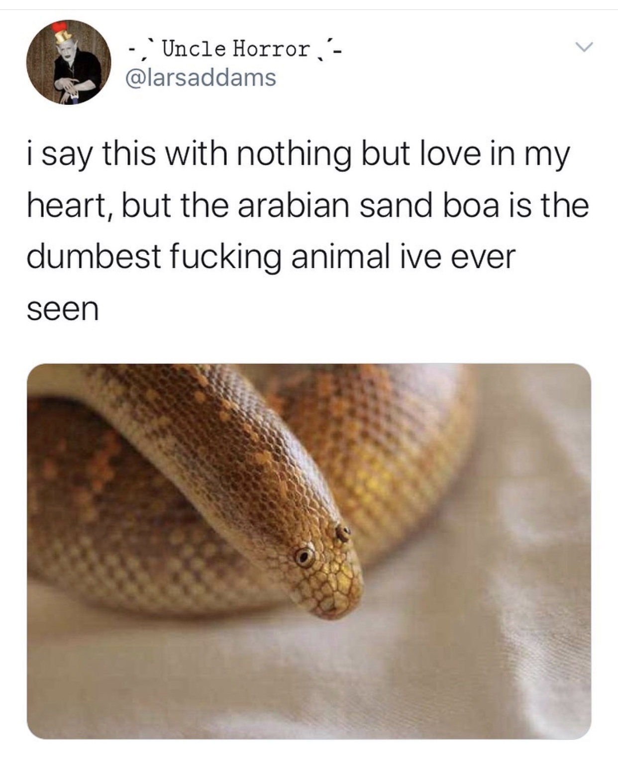 arabian sand boa - 'Uncle Horror i say this with nothing but love in my heart, but the arabian sand boa is the dumbest fucking animal ive ever seen