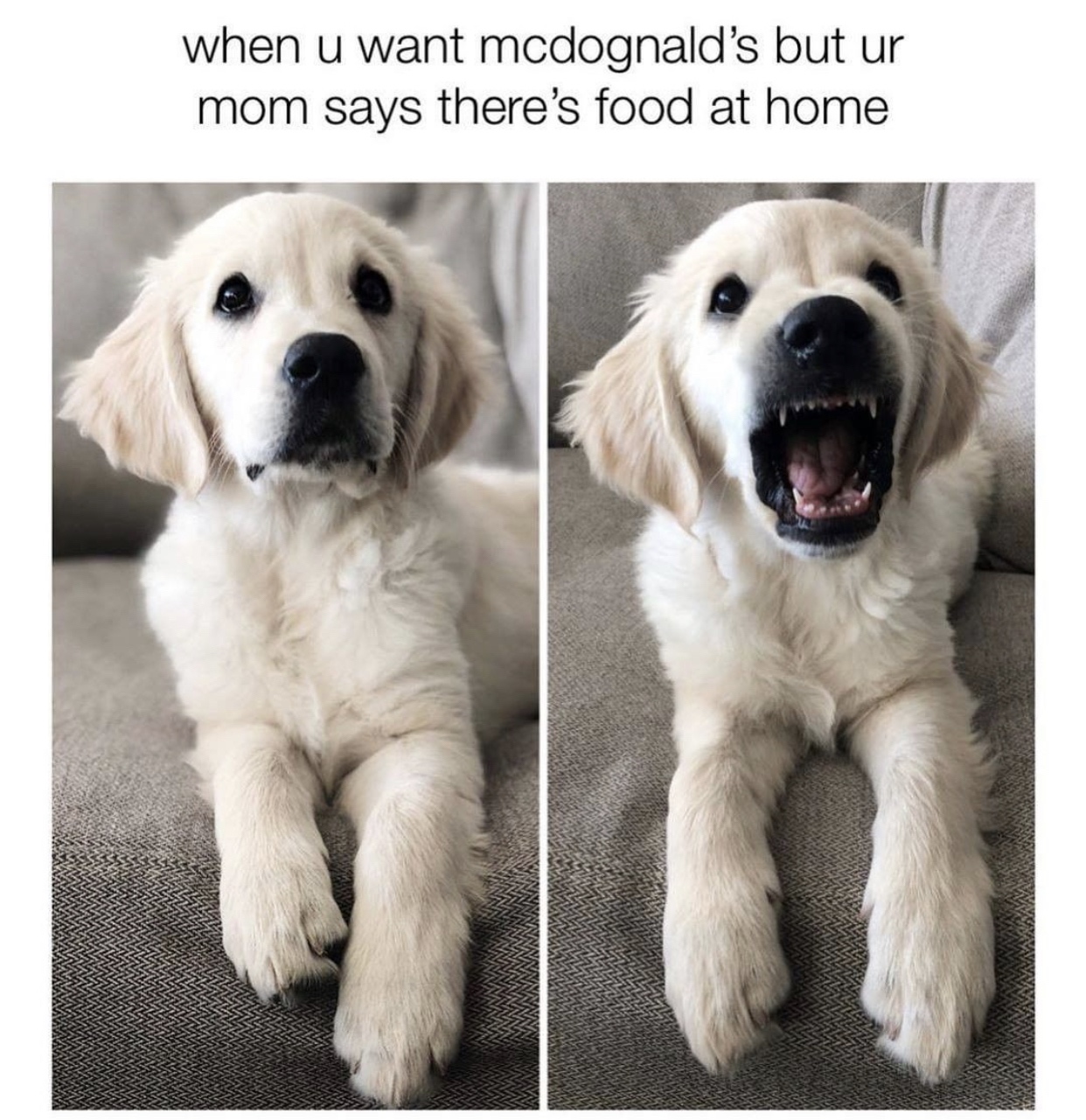 golden retriever - when u want mcdognald's but ur mom says there's food at home