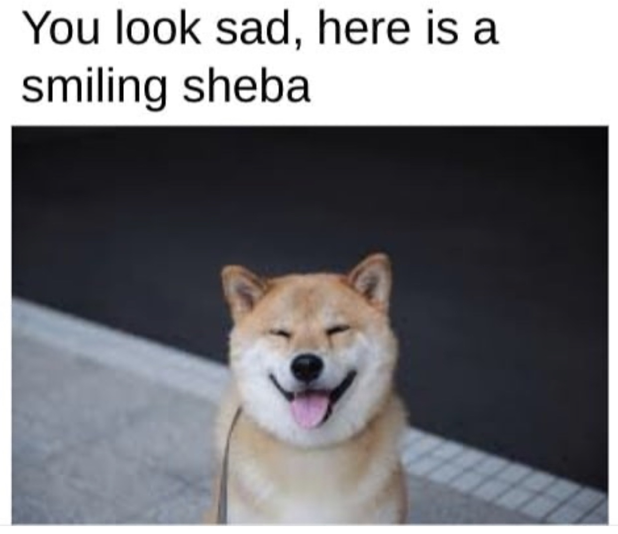 You look sad, here is a smiling sheba