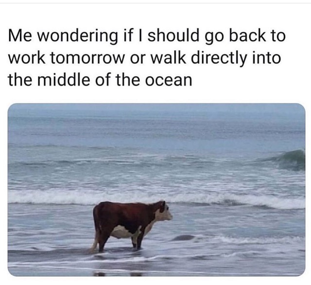 me wondering if i should go back - Me wondering if I should go back to work tomorrow or walk directly into the middle of the ocean