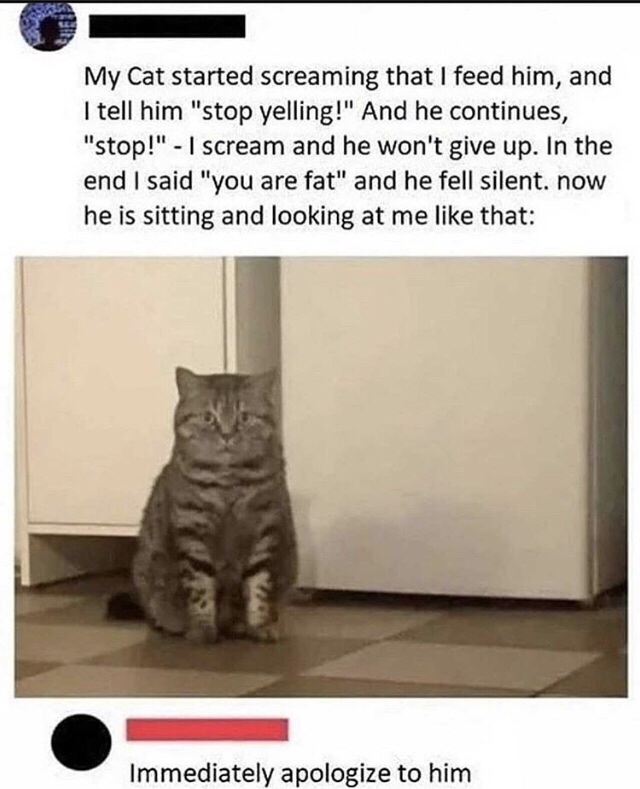 my cat started screaming that i feed him - My Cat started screaming that I feed him, and I tell him "stop yelling!" And he continues, "stop!" I scream and he won't give up. In the end I said "you are fat" and he fell silent. now he is sitting and looking 
