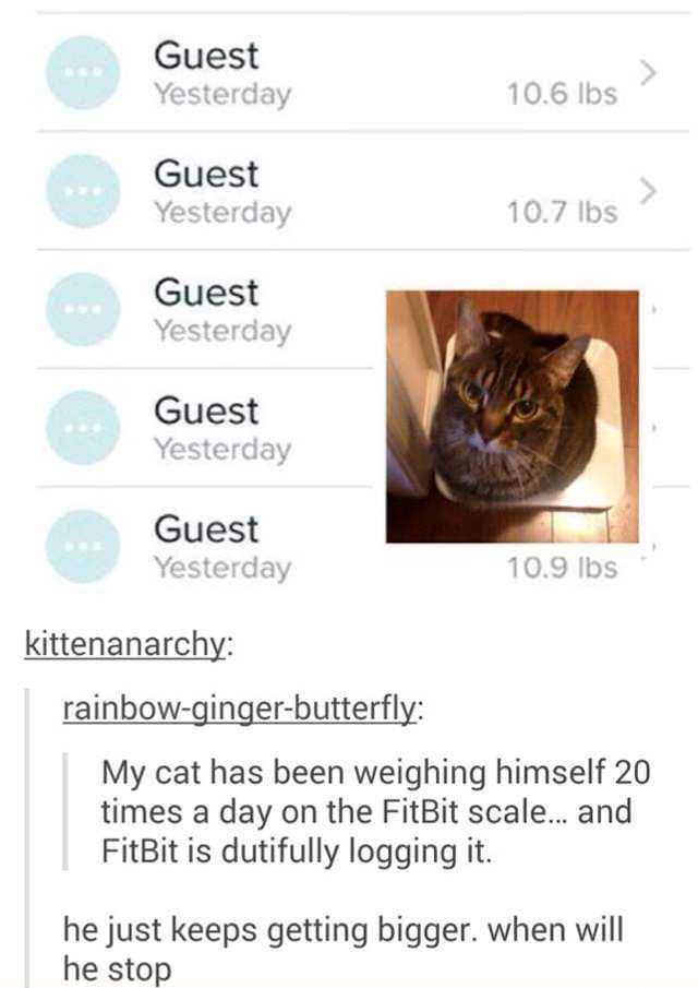animal - Guest Yesterday 10.6 lbs Guest Yesterday 10.7 lbs Guest Yesterday Guest Yesterday Guest Yesterday 10.9 lbs kittenanarchy rainbowgingerbutterfly My cat has been weighing himself 20 times a day on the FitBit scale... and FitBit is dutifully logging