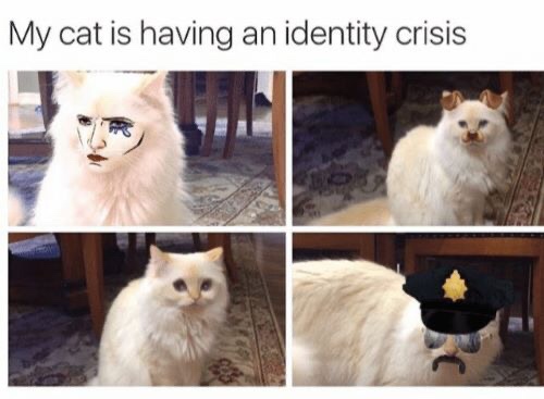 photo caption - My cat is having an identity crisis