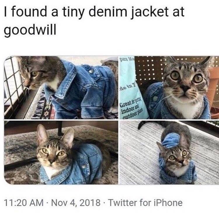 goodwill meme - I found a tiny denim jacket at goodwill de in Great for po indoor and outdoor pl . . Twitter for iPhone