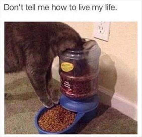 don t tell me how to live my life cat meme - Don't tell me how to live my life.