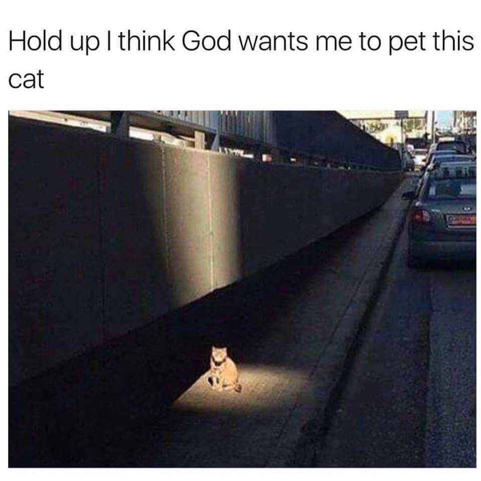 god wants me to pet this cat - Hold up I think God wants me to pet this cat