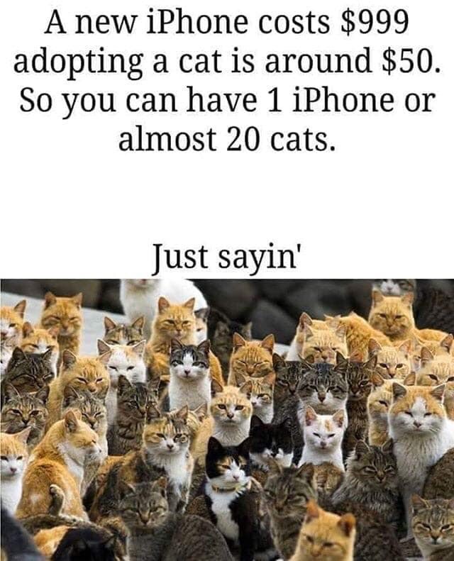 cat island meme - A new iPhone costs $999 adopting a cat is around $50. So you can have 1 iPhone or almost 20 cats. Just sayin'
