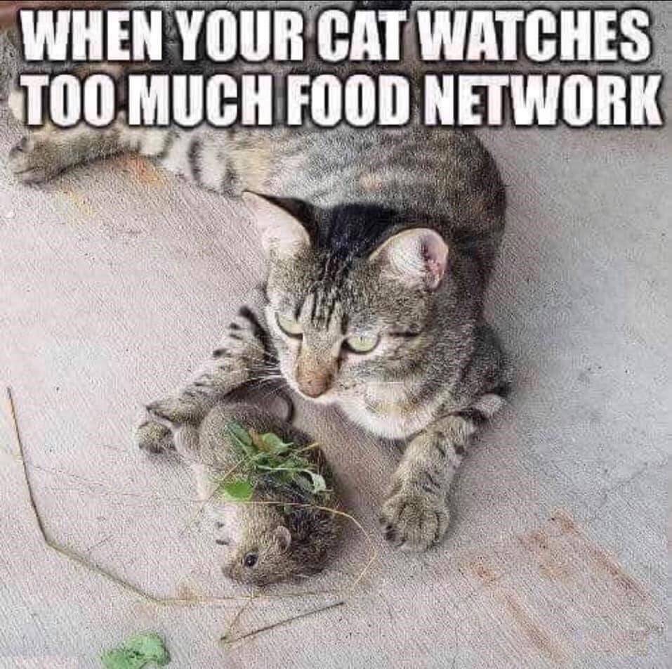 funny animal memes - When Your Cat Watches Too Much Food Network