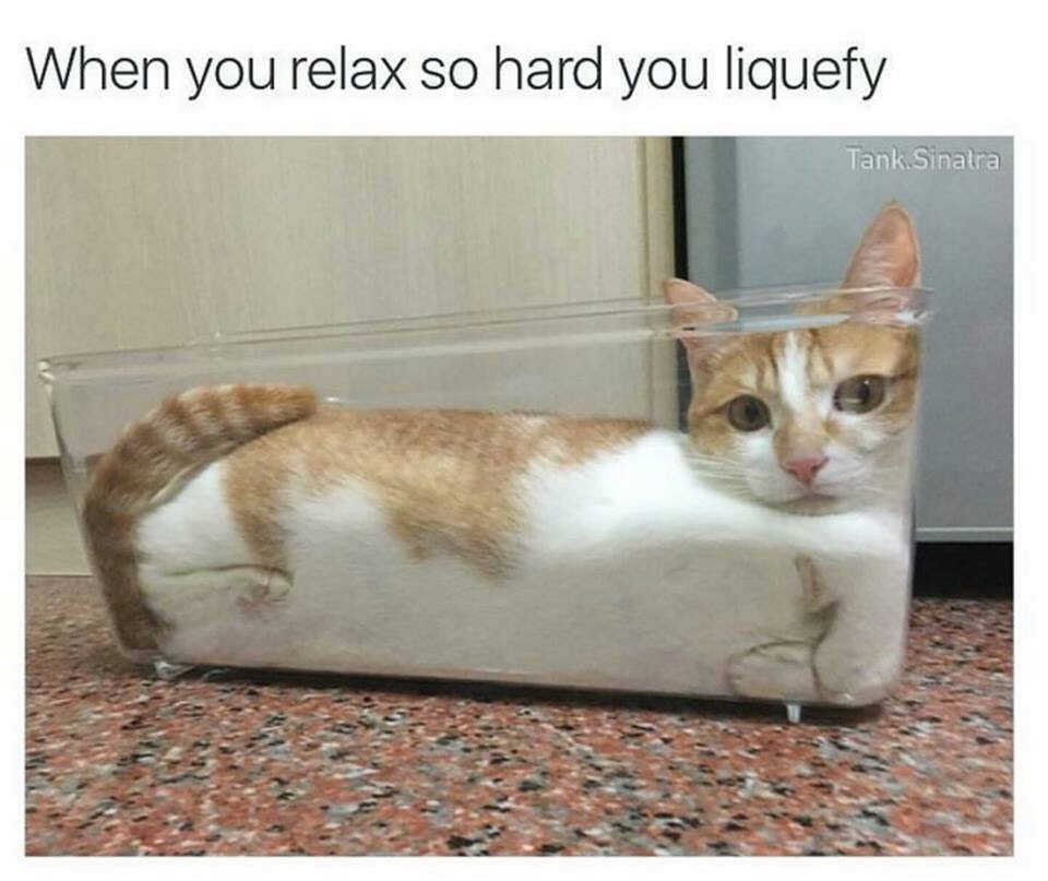 proof that cats are liquid - When you relax so hard you liquefy Tank Sinatra