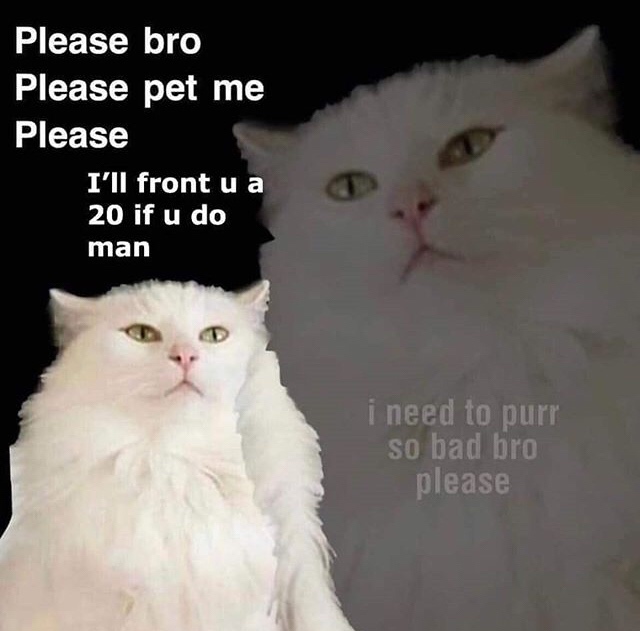 please bro please pet me - Please bro Please pet me Please I'll front u a 20 if u do man i need to purr so bad bro please