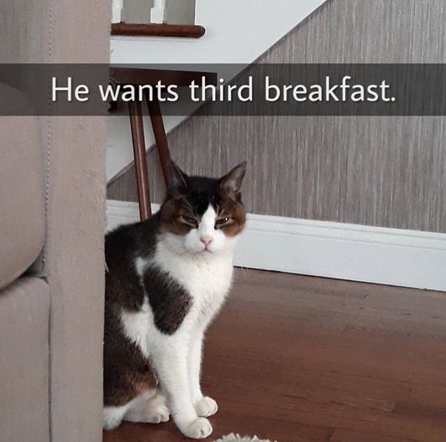 photo caption - He wants third breakfast.
