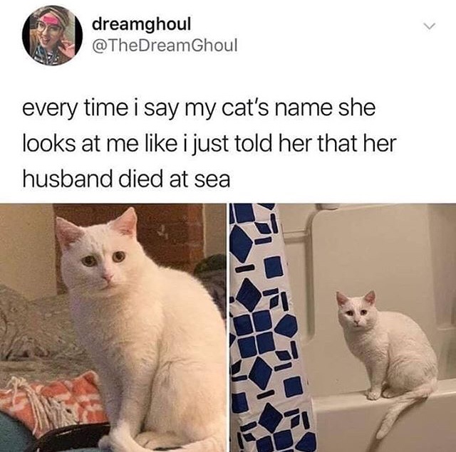 sad cat meme - dreamghoul every time i say my cat's name she looks at me i just told her that her husband died at sea