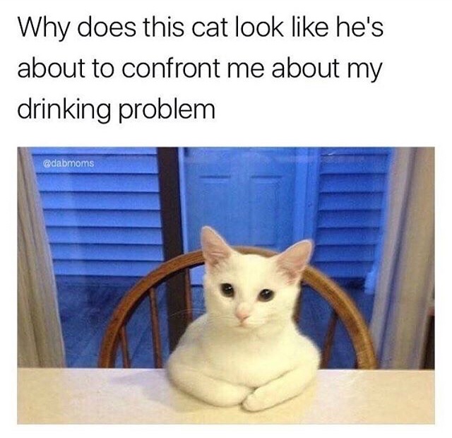 karen cat meme - Why does this cat look he's about to confront me about my drinking problem