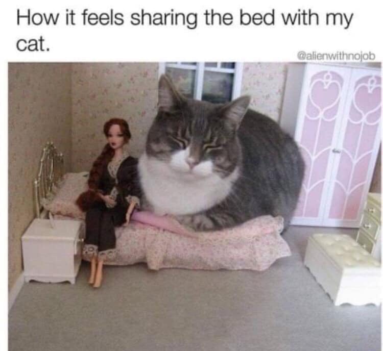 feels sharing a bed with my cat meme - How it feels sharing the bed with my cat.