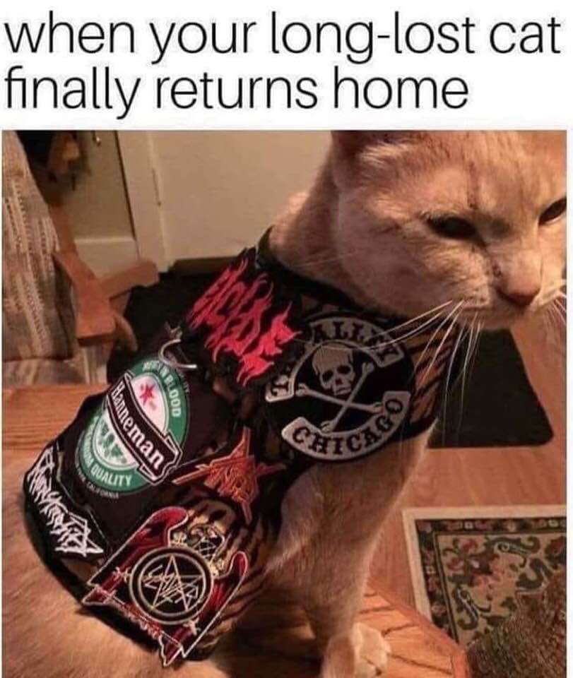 heavy metal cat - when your longlost cat finally returns home Lood anneman