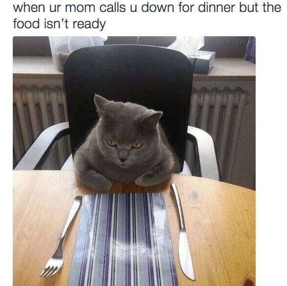 animal memes - when ur mom calls u down for dinner but the food isn't ready
