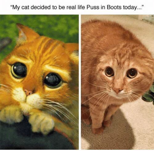 cute cat shrek - "My cat decided to be real life Puss in Boots today..."