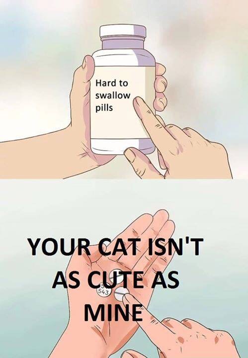 hard to swallow pills fortnite - Hard to swallow pills Your Cat Isn'T As Cute As Mine