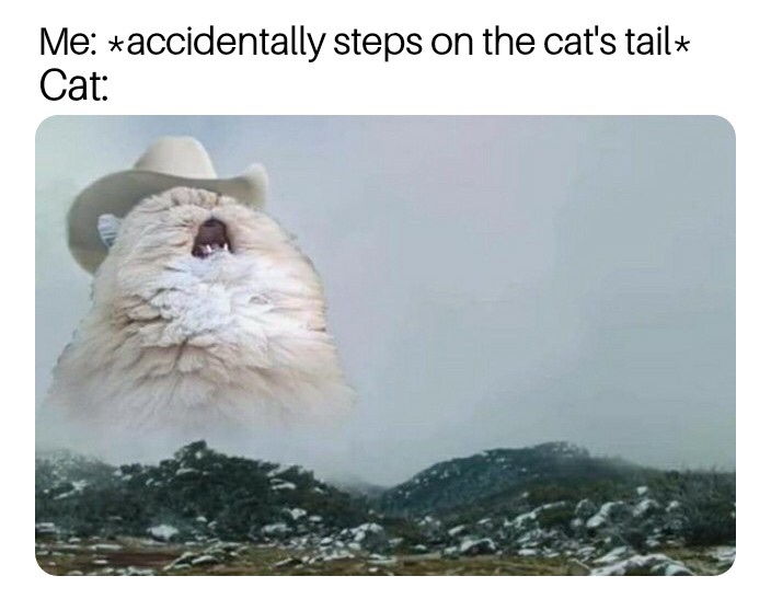 west virginia meme - Me accidentally steps on the cat's tail Cat
