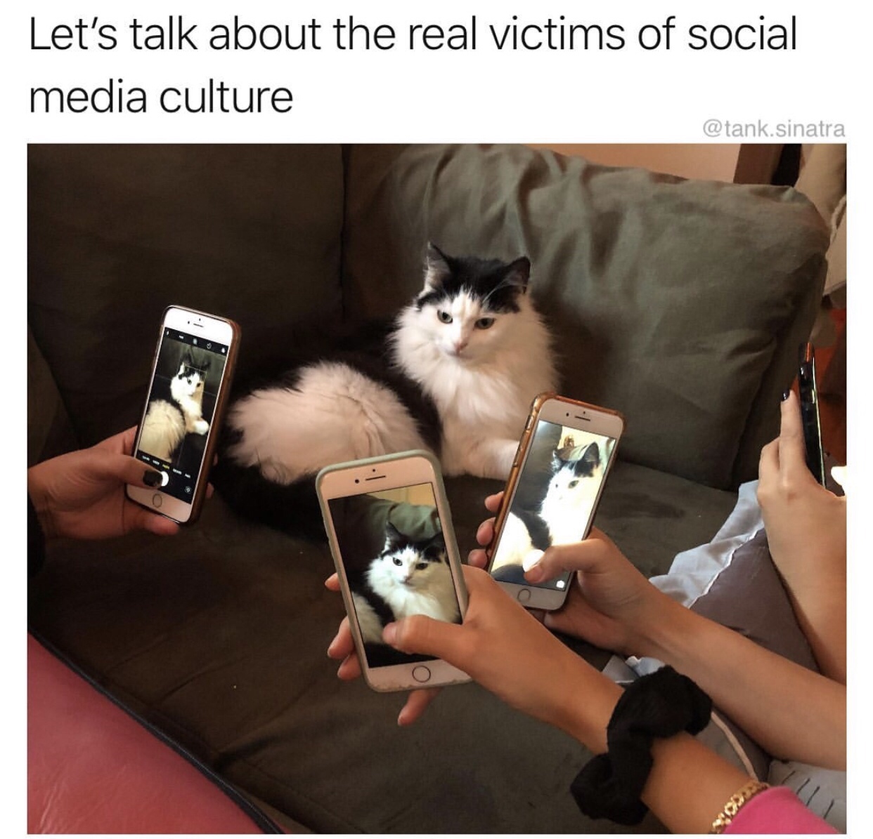 real victims of social media cat - Let's talk about the real victims of social media culture .sinatra