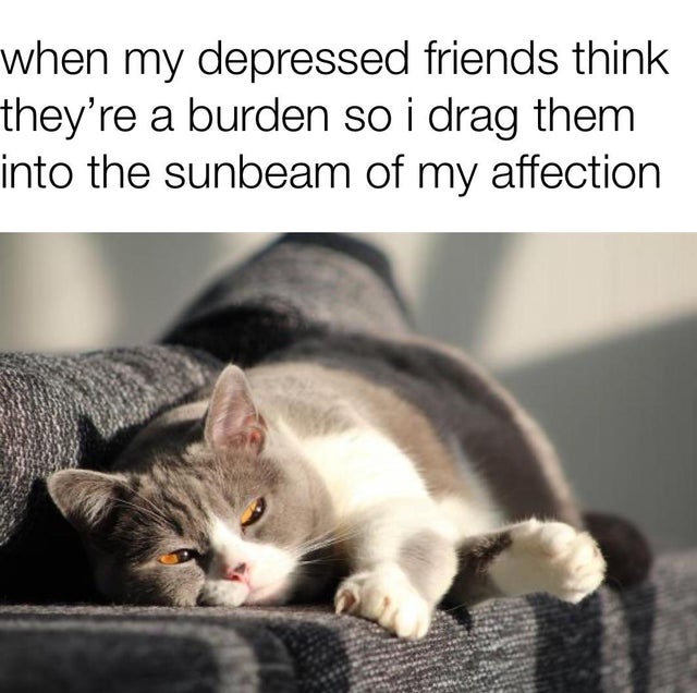 wholesome meme - Cat - when my depressed friends think they're a burden so i drag them into the sunbeam of my affection