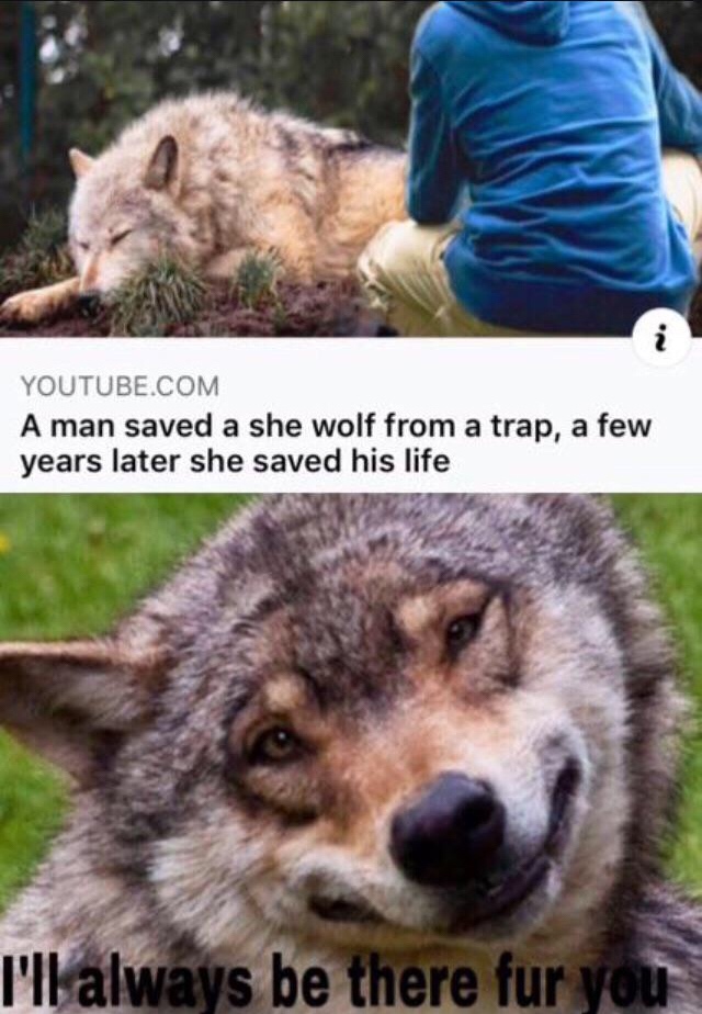 wholesome meme - red wolf smiling - Youtube.Com A man saved a she wolf from a trap, a few years later she saved his life I'll always be there fur you