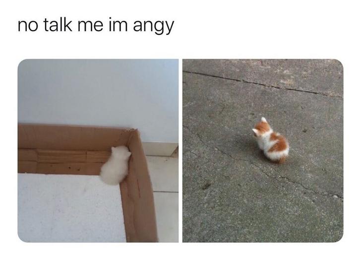 wholesome meme - no talk me im angy - no talk me im angy