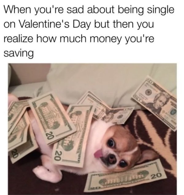 cute animals with money - When you're sad about being single on Valentine's Day but then you realize how much money you're saving 2020 20