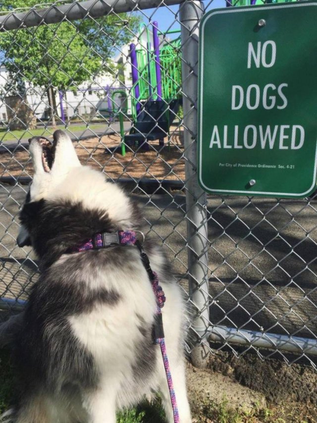 no dogs meme - Dogs Allowed Per City of Previdence Orient Sec. 421