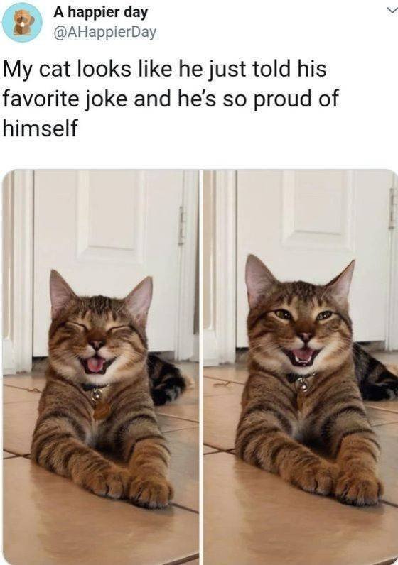funny animal memes - A happier day My cat looks he just told his favorite joke and he's so proud of himself