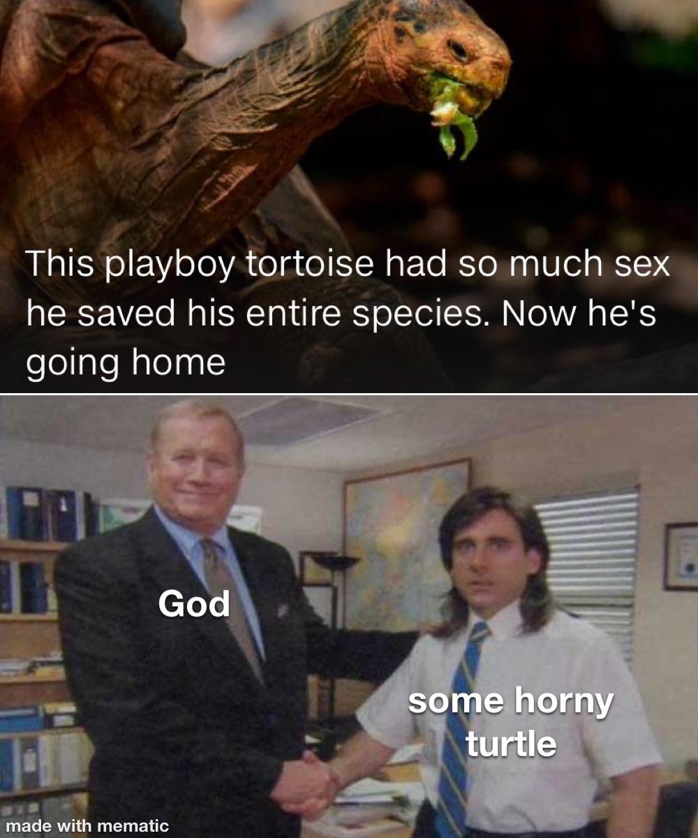 sex memes - office handshake meme - This playboy tortoise had so much sex he saved his entire species. Now he's going home God some horny turtle made with mematic