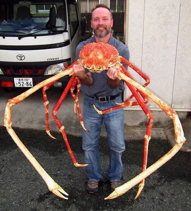 japanese spider crab - Dyna 100 35286