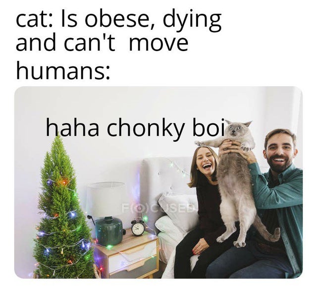 pet - cat Is obese, dying and can't move humans haha chonky boie Focused