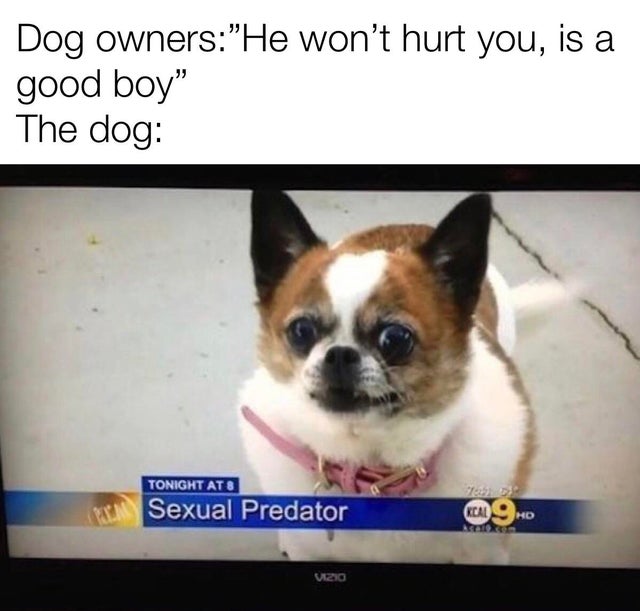 scandalous memes - Dog owners"He won't hurt you, is a good boy" The dog Tonight At 8 Sexual Predator Kalho Mo