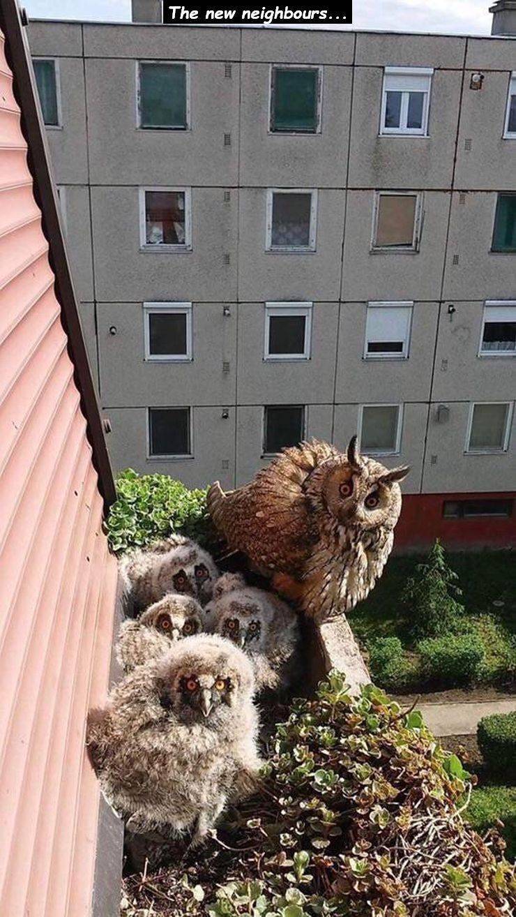 Owl - The new neighbours...