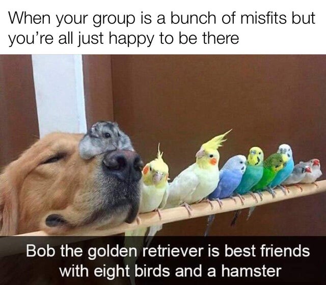 bird friends meme - When your group is a bunch of misfits but you're all just happy to be there Bob the golden retriever is best friends with eight birds and a hamster