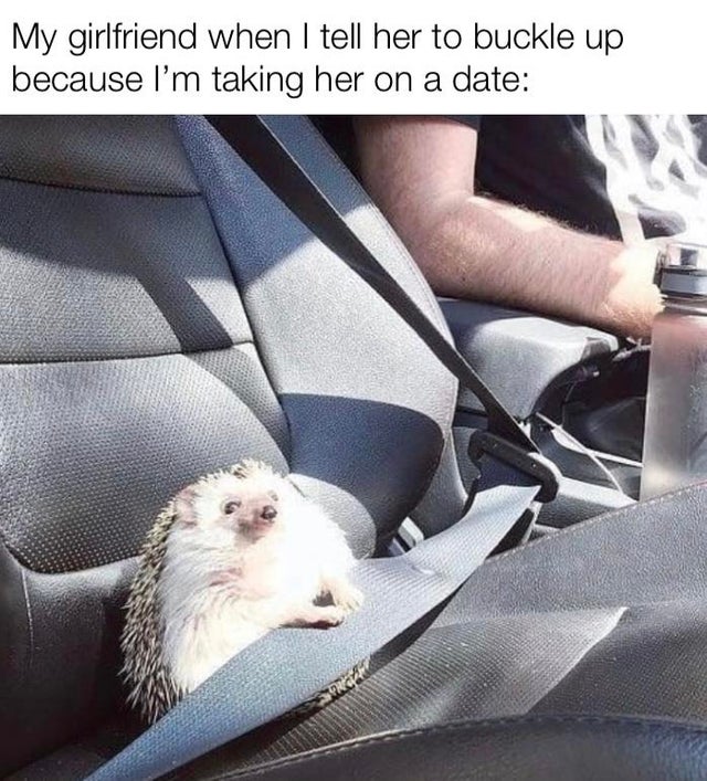 hedgehog sitting in front seat - My girlfriend when I tell her to buckle up because I'm taking her on a date