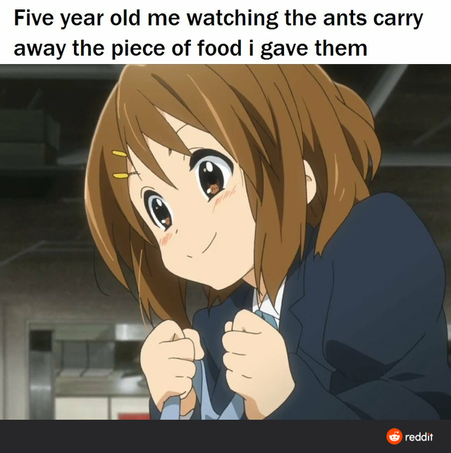 k on yui - Five year old me watching the ants carry away the piece of food i gave them reddit