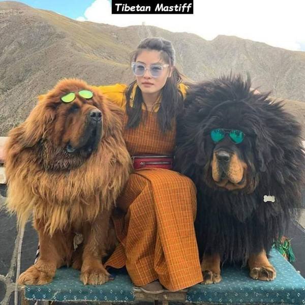 Tibetan Mastiff - Tibetan Mastiff