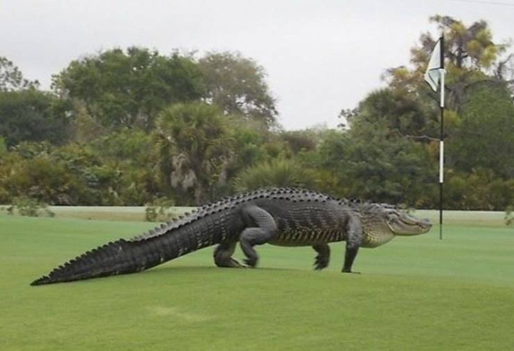 giant alligator on golf course