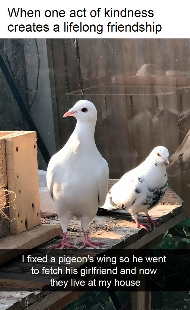 internet-for-the-spirit-Columbidae - When one act of kindness creates a lifelong friendship I fixed a pigeon's wing so he went to fetch his girlfriend and now they live at my house