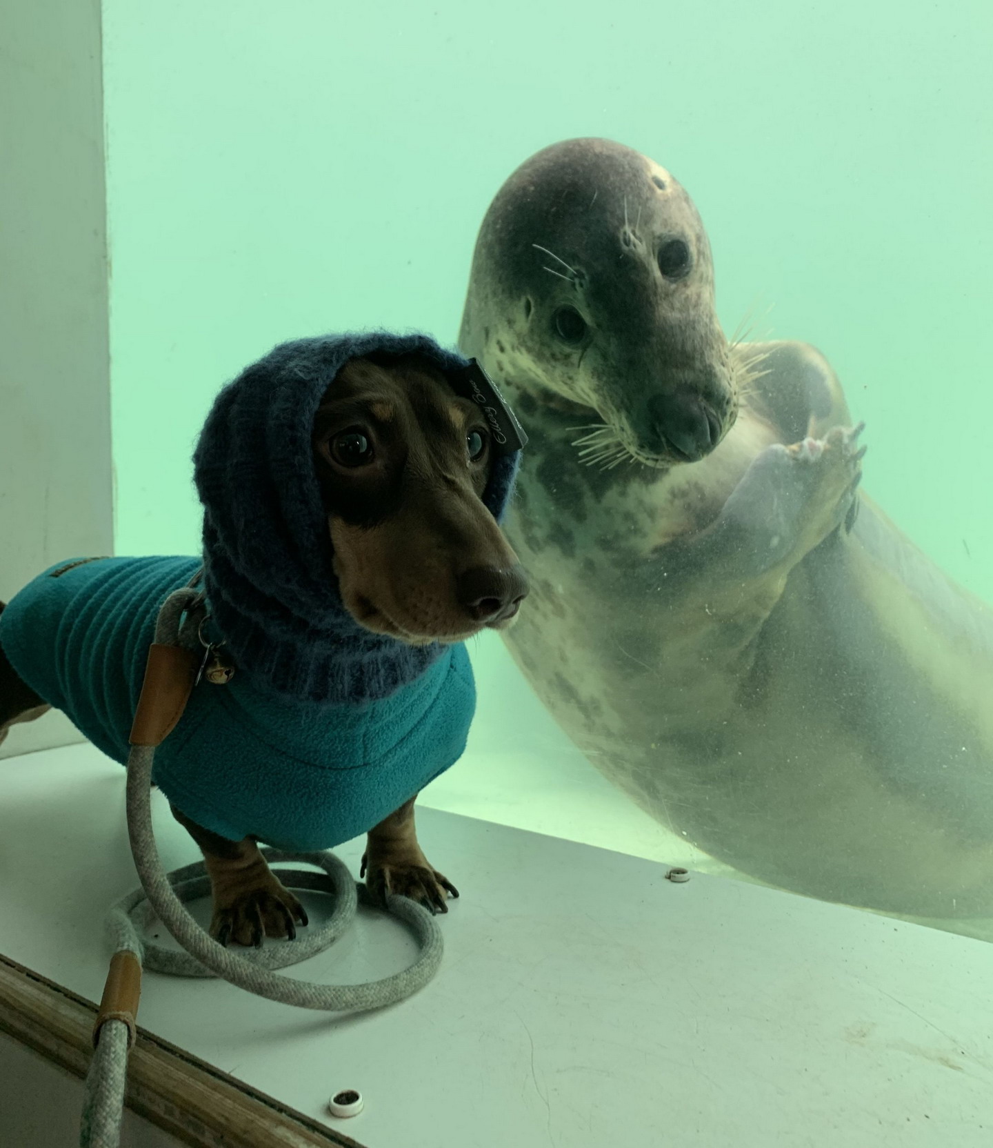 seal and sausage dog