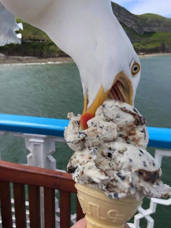 seagull eating ice cream