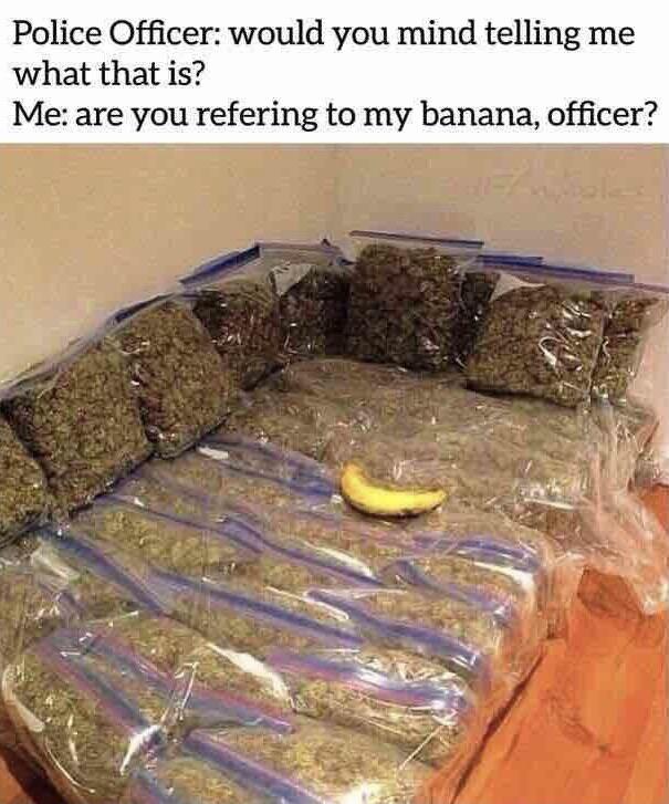 reddit dank memes - weed bed - Police Officer would you mind telling me what that is? Me are you refering to my banana, officer?
