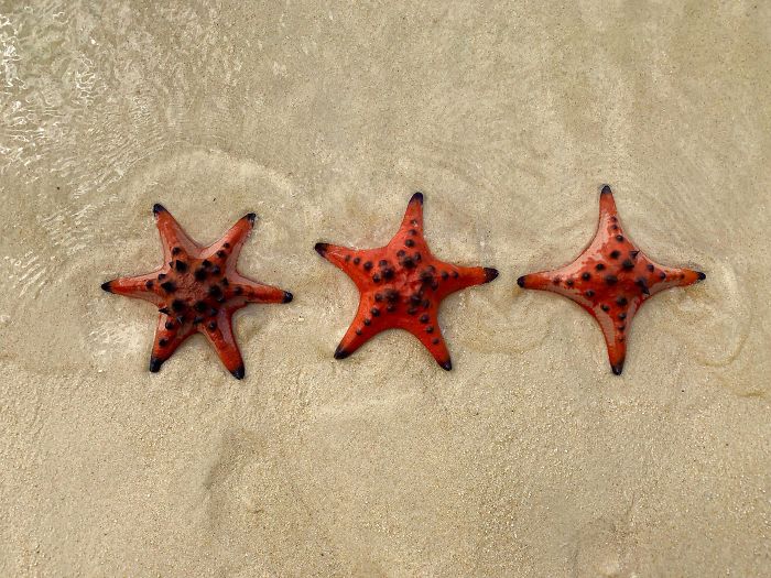 4 legged starfish